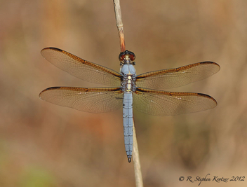 Libellula flavida, male